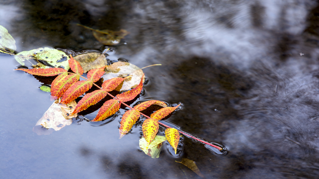 Why Fall Is the Perfect Time to Descale Your Home—and Save Big
