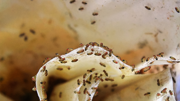 How Air Filters Help Reduce Houseflies in Your Home — Especially During Summer